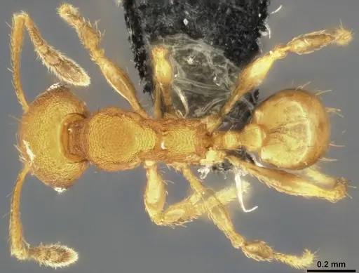 Pheidole laminata specimen CASENT0282925 image casent0282925_1