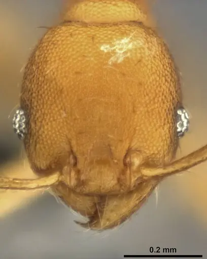 Pheidole laminata specimen CASENT0282925 image casent0282925_2
