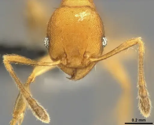 Pheidole laminata specimen CASENT0282925 image casent0282925_3