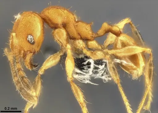 Pheidole laminata specimen CASENT0282925 image casent0282925_4