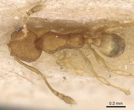 Pheidole laminata specimen CASENT0904294 image casent0904294_1