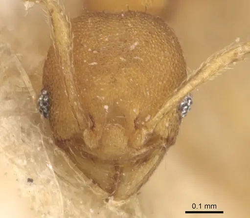 Pheidole laminata specimen CASENT0904294 image casent0904294_2