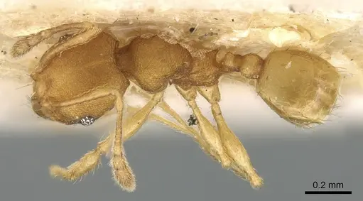 Pheidole laminata specimen CASENT0906639 image casent0906639_1