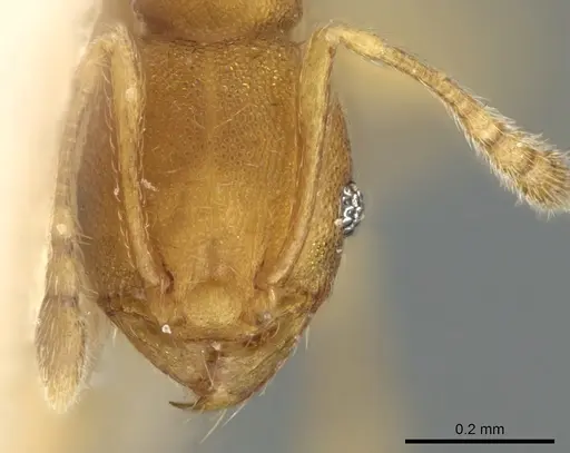 Pheidole laminata specimen CASENT0906639 image casent0906639_2