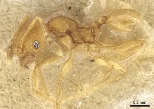 Pheidole laminata specimen CASENT0906639 image casent0906639_3