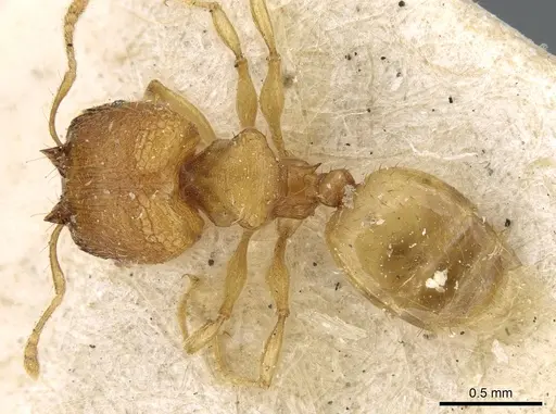 Pheidole laminata specimen CASENT0906640 image casent0906640_1