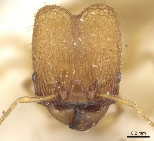 Pheidole laminata specimen CASENT0906640 image casent0906640_2