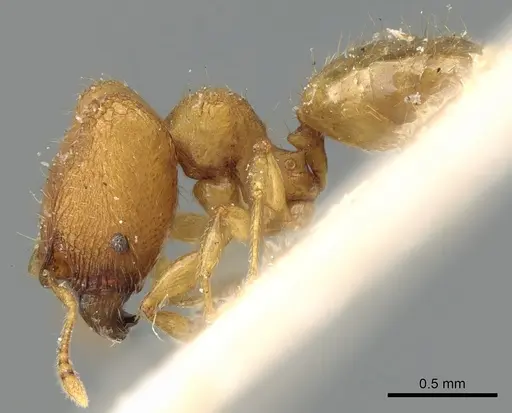 Pheidole laminata specimen CASENT0906640 image casent0906640_3