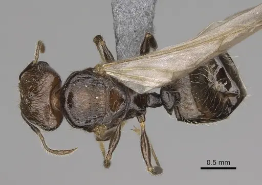 Pheidole lamperos specimen CASENT0300131 image casent0300131_1