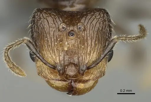 Pheidole lamperos specimen CASENT0300131 image casent0300131_2