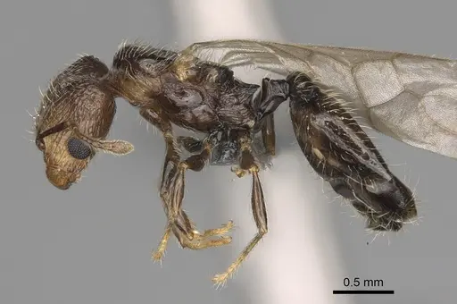 Pheidole lamperos specimen CASENT0300131 image casent0300131_3