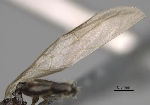 Pheidole lamperos specimen CASENT0300131 image casent0300131_4