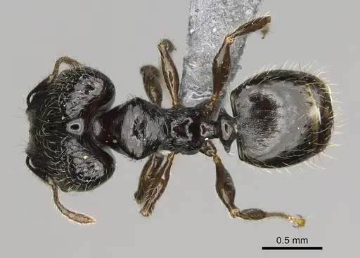 Pheidole lamperos specimen CASENT0300132 image casent0300132_1