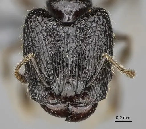 Pheidole lamperos specimen CASENT0300132 image casent0300132_2