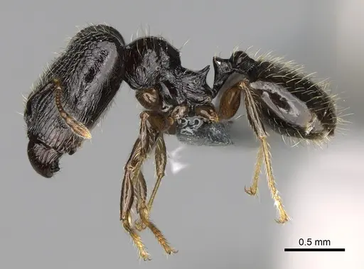 Pheidole lamperos specimen CASENT0300132 image casent0300132_4