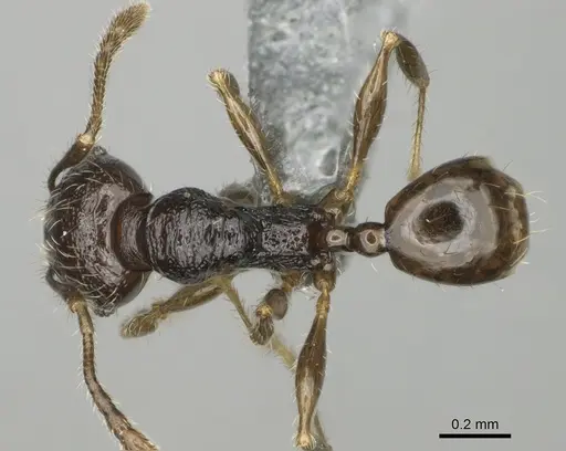 Pheidole lamperos specimen CASENT0923181 image casent0923181_1