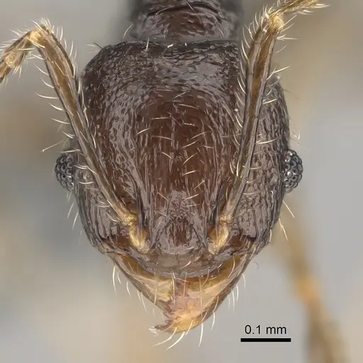 Pheidole lamperos specimen CASENT0923181 image casent0923181_2