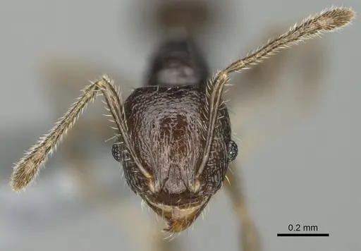 Pheidole lamperos specimen CASENT0923181 image casent0923181_3