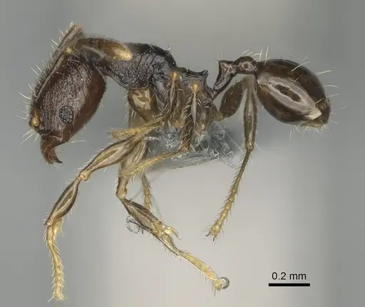 Pheidole lamperos specimen CASENT0923181 image casent0923181_4