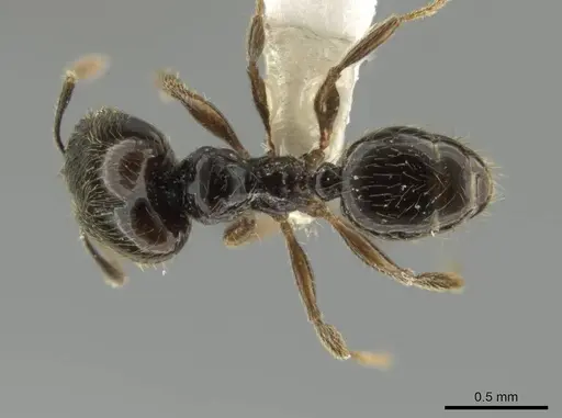 Pheidole laselva specimen CASENT0619410 image casent0619410_1