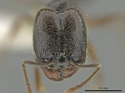 Pheidole laselva specimen CASENT0619410 image casent0619410_2