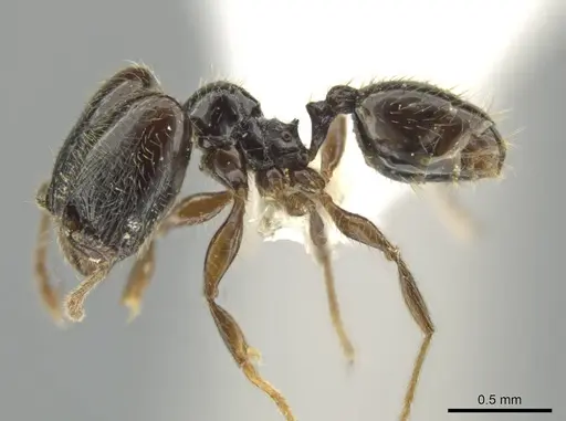 Pheidole laselva specimen CASENT0619410 image casent0619410_3