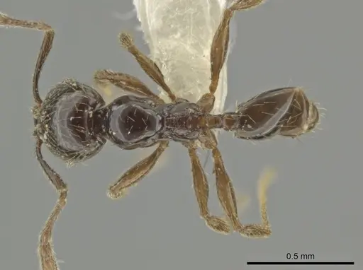 Pheidole laselva specimen CASENT0619411 image casent0619411_1