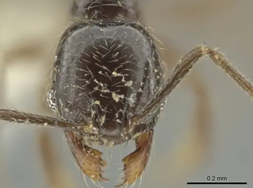 Pheidole laselva specimen CASENT0619411 image casent0619411_2