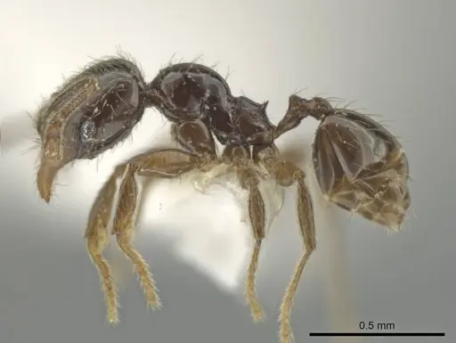 Pheidole laselva specimen CASENT0619411 image casent0619411_3