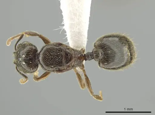 Pheidole laselva specimen CASENT0619650 image casent0619650_1