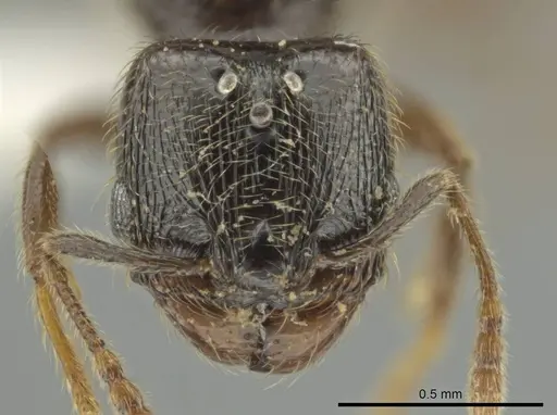 Pheidole laselva specimen CASENT0619650 image casent0619650_2