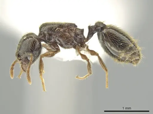 Pheidole laselva specimen CASENT0619650 image casent0619650_3