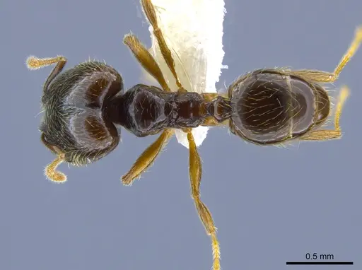 Pheidole laselva specimen CASENT0637868 image casent0637868_1