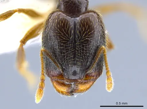 Pheidole laselva specimen CASENT0637868 image casent0637868_2