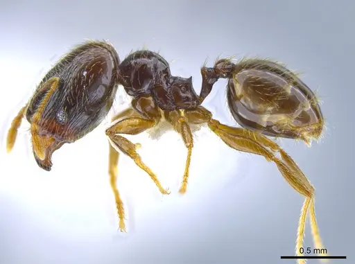 Pheidole laselva specimen CASENT0637868 image casent0637868_3
