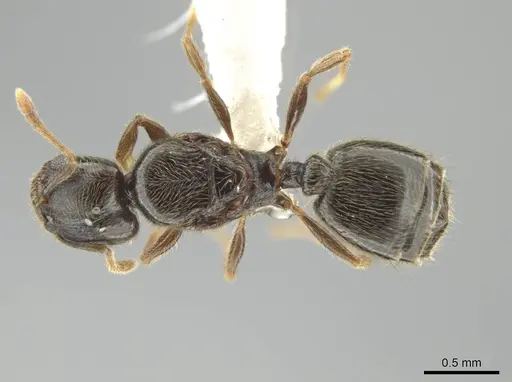 Pheidole laselvoides specimen CASENT0619485 image casent0619485_1