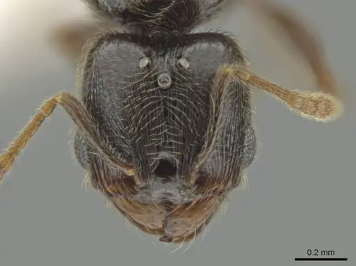 Pheidole laselvoides specimen CASENT0619485 image casent0619485_2