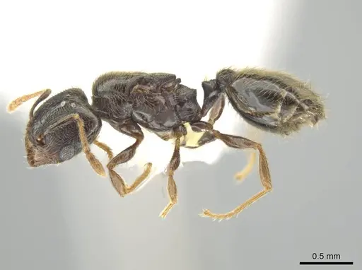 Pheidole laselvoides specimen CASENT0619485 image casent0619485_3