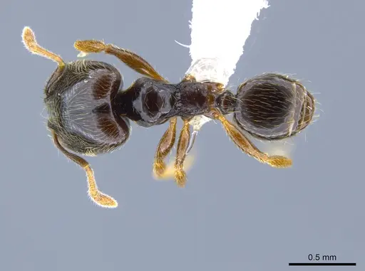 Pheidole laselvoides specimen CASENT0619726 image casent0619726_1