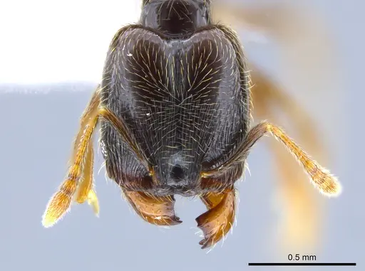 Pheidole laselvoides specimen CASENT0619726 image casent0619726_2