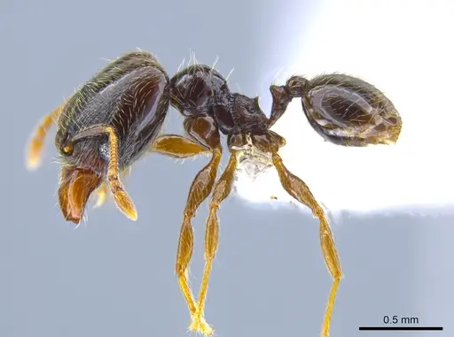 Pheidole laselvoides specimen CASENT0619726 image casent0619726_3