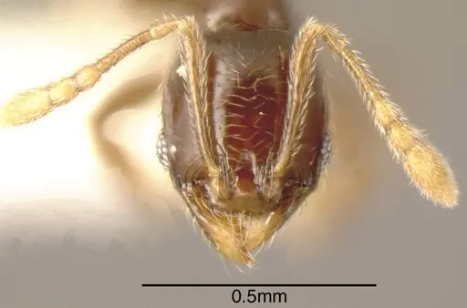 Pheidole laselvoides specimen CASENT0635481 image casent0635481_1