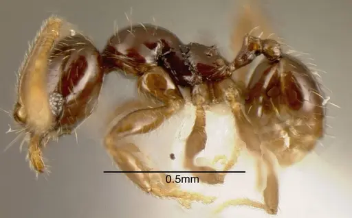Pheidole laselvoides specimen CASENT0635481 image casent0635481_2