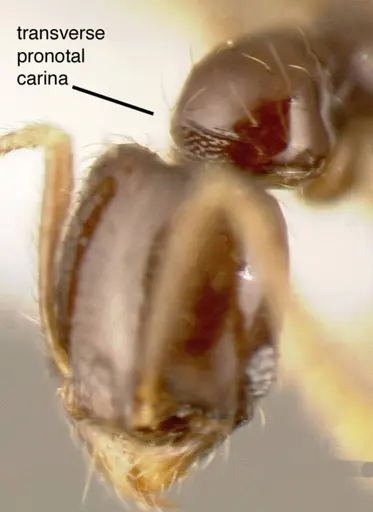 Pheidole laselvoides specimen CASENT0635481 image casent0635481_3
