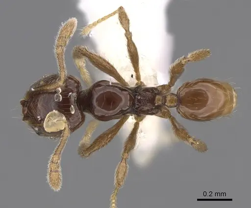 Pheidole laselvoides specimen CASENT0646660 image casent0646660_1