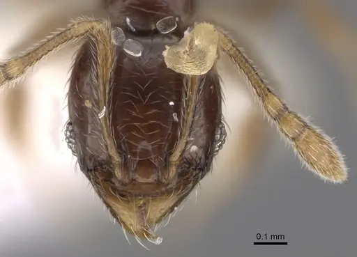 Pheidole laselvoides specimen CASENT0646660 image casent0646660_2