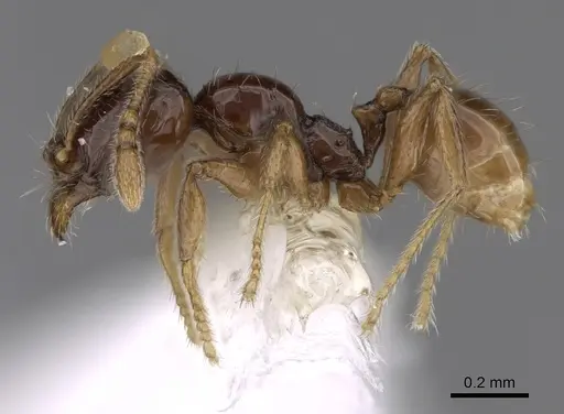 Pheidole laselvoides specimen CASENT0646660 image casent0646660_3
