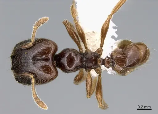 Pheidole laselvoides specimen CASENT0646665 image casent0646665_1