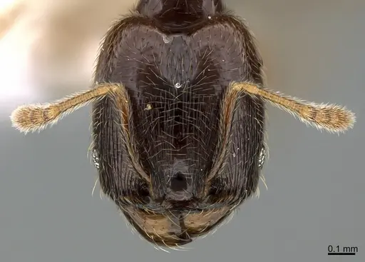Pheidole laselvoides specimen CASENT0646665 image casent0646665_2