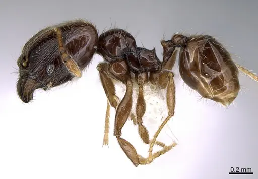 Pheidole laselvoides specimen CASENT0646665 image casent0646665_3